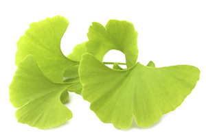 GINKGO BILOBA